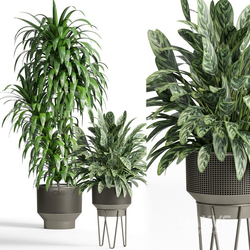 indoor plant set005 collection - Image 2