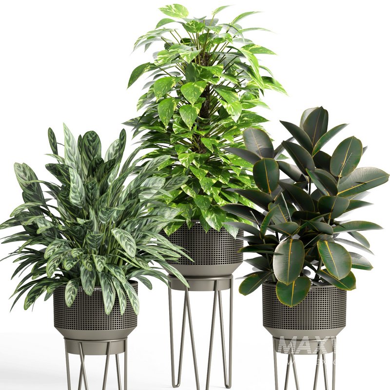 indoor plant set005 collection - Image 3