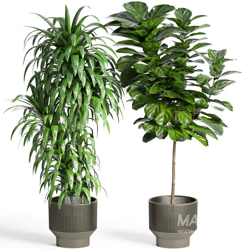 indoor plant set005 collection - Image 4