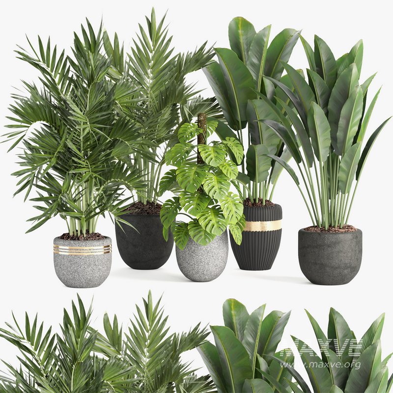 indoor plant set007 collection - Image 1