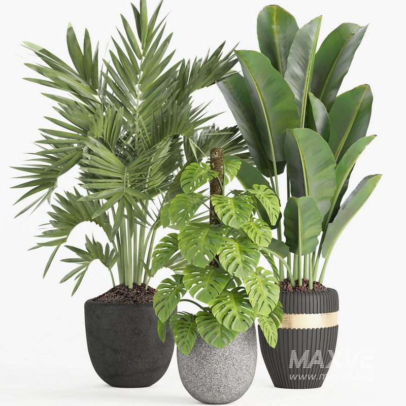 indoor plant set007 collection - Image 2