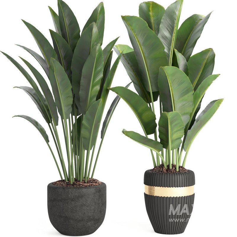 indoor plant set007 collection - Image 3