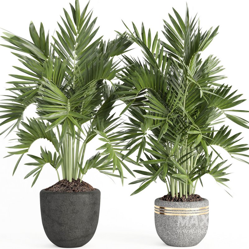 indoor plant set007 collection - Image 4