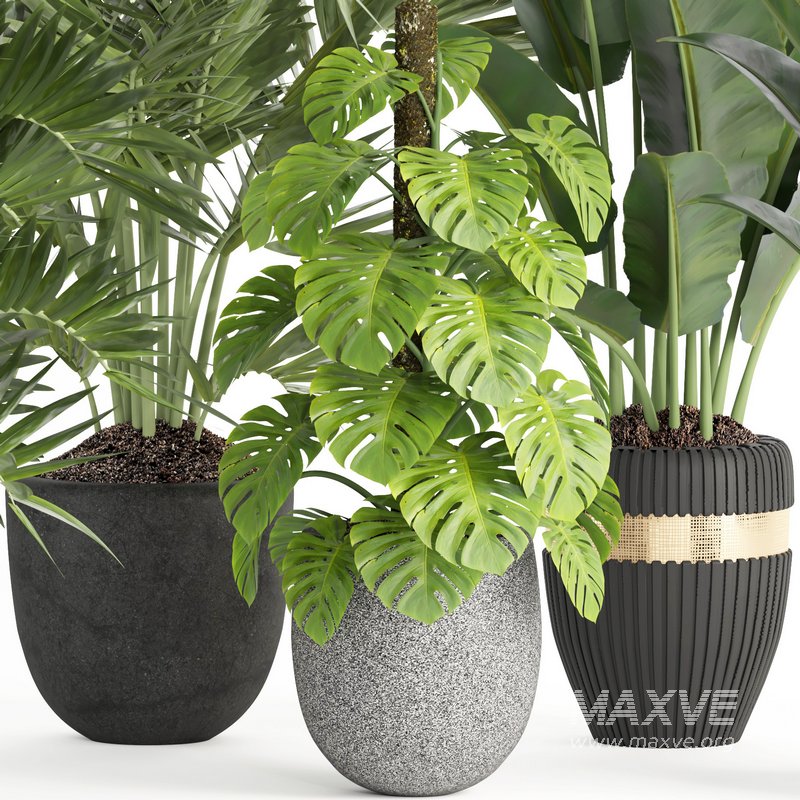 indoor plant set007 collection - Image 5