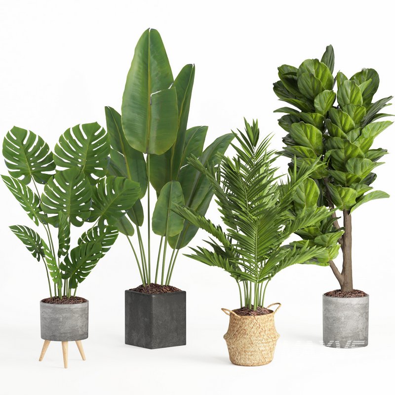indoor plant set009 collection - Image 1