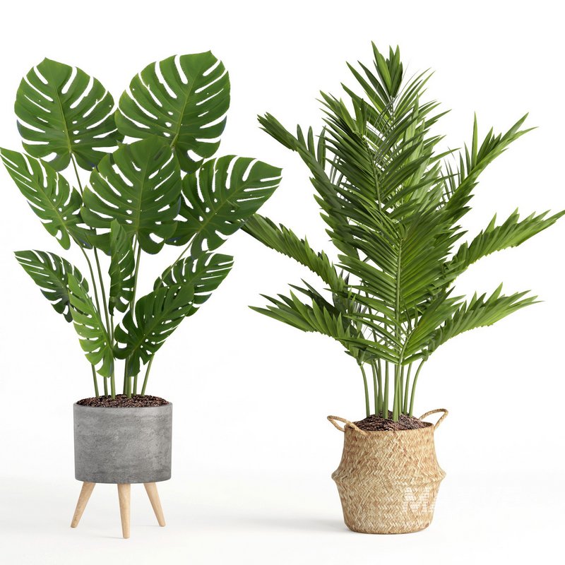 indoor plant set009 collection - Image 2