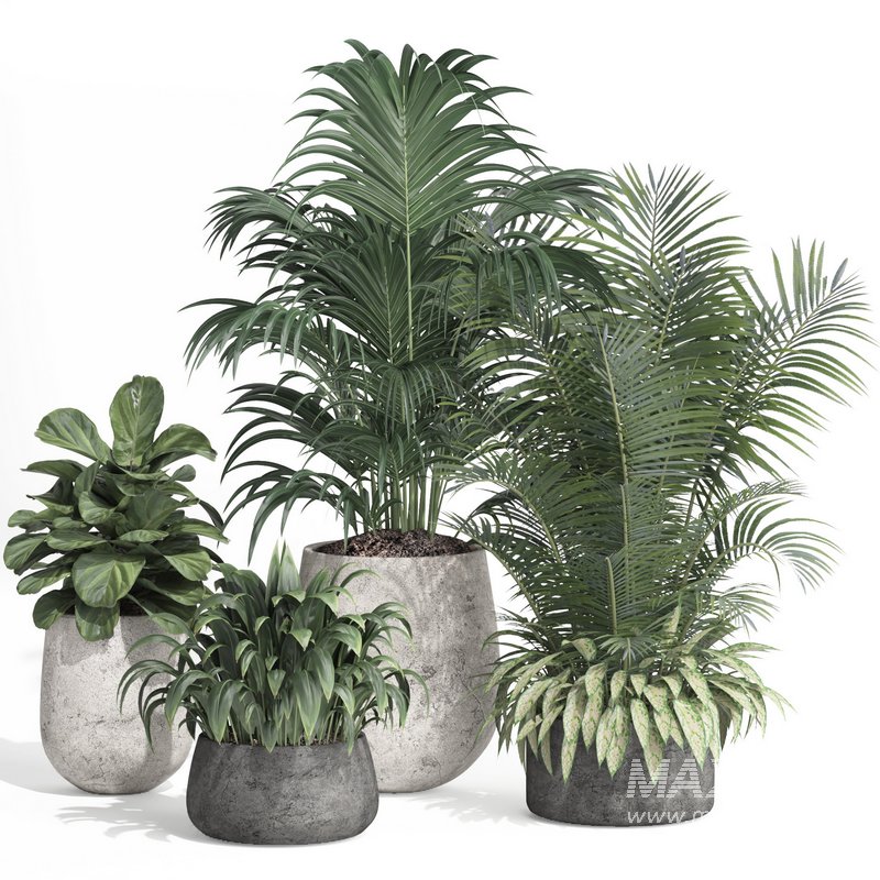 indoor plant set010 collection - Image 1