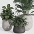 indoor plant set010 collection - Thumbnail 2