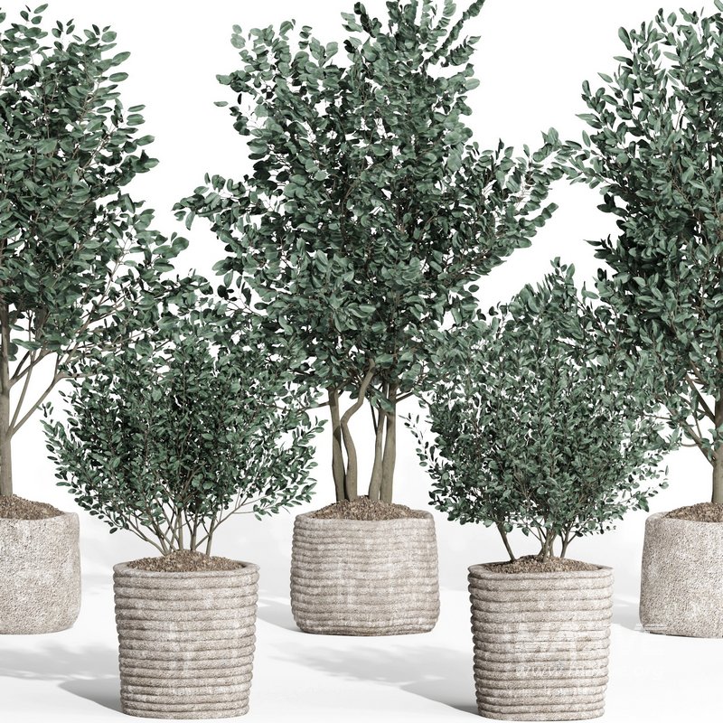 indoor plant set011 collection - Image 2