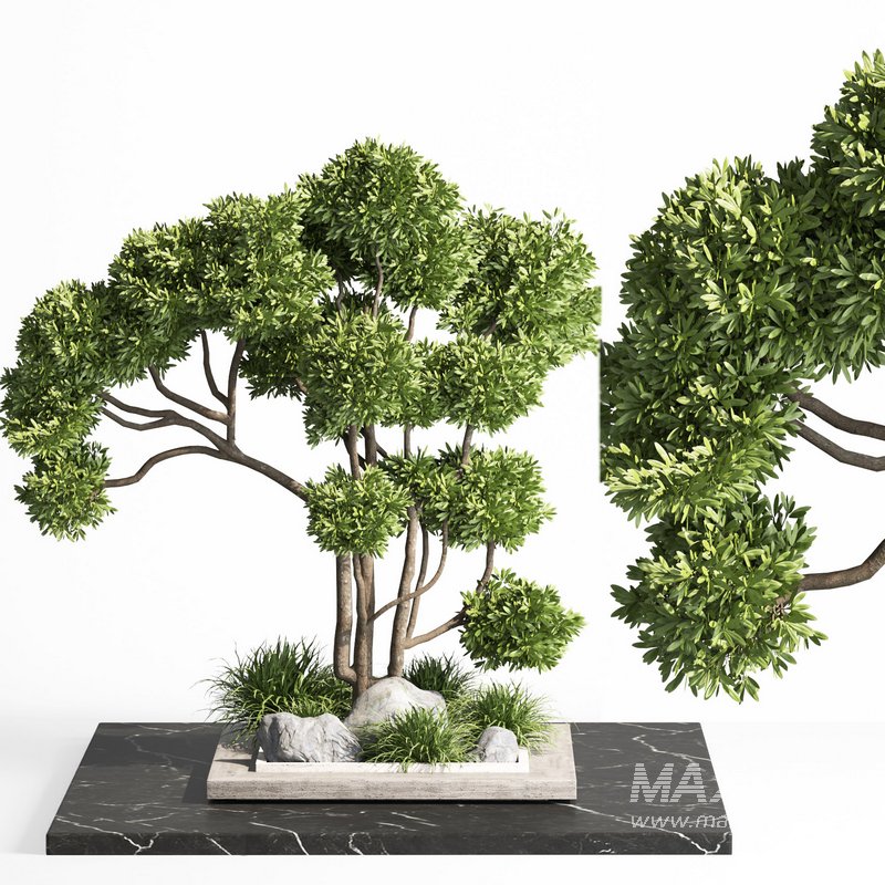 indoor plant set012 - Image 1