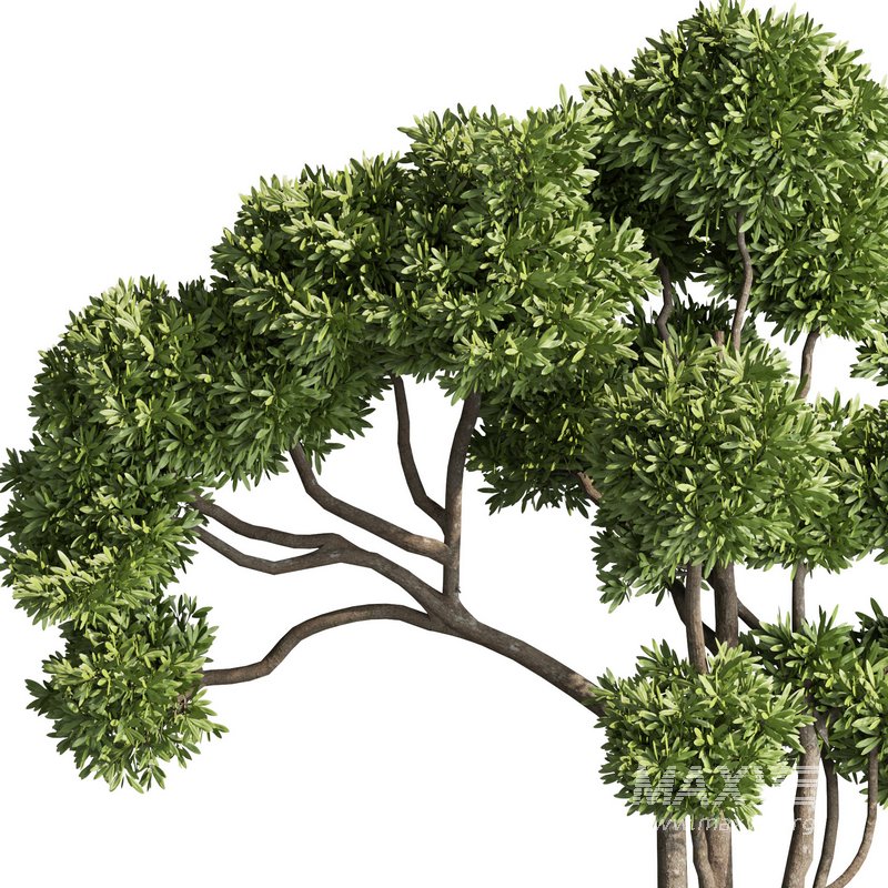 indoor plant set012 - Image 3