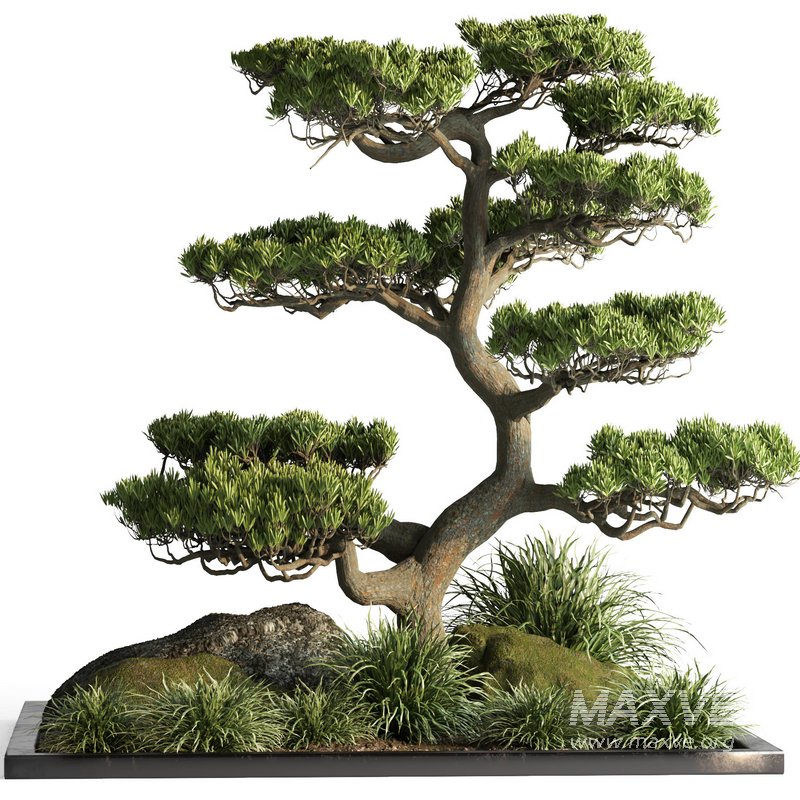 indoor plant set013 - Image 1