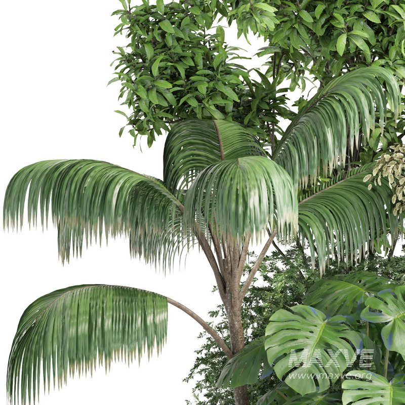 indoor plant set015 collection - Image 3