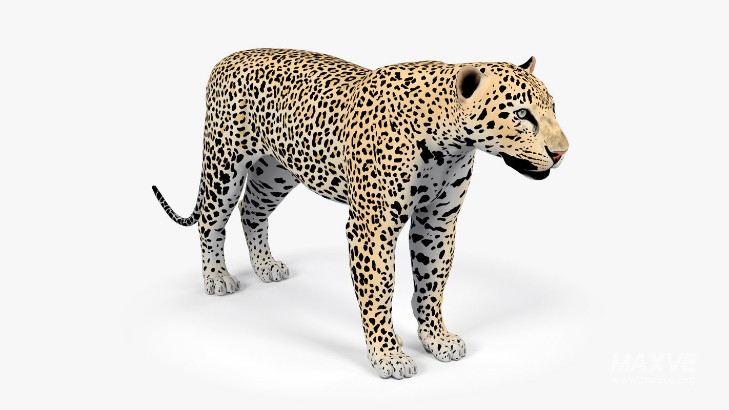 Leopard - Image 1