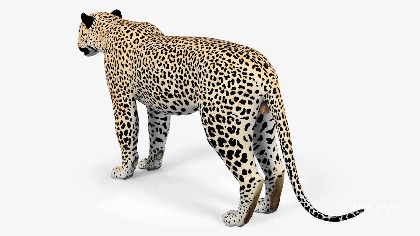 Leopard - Image 2
