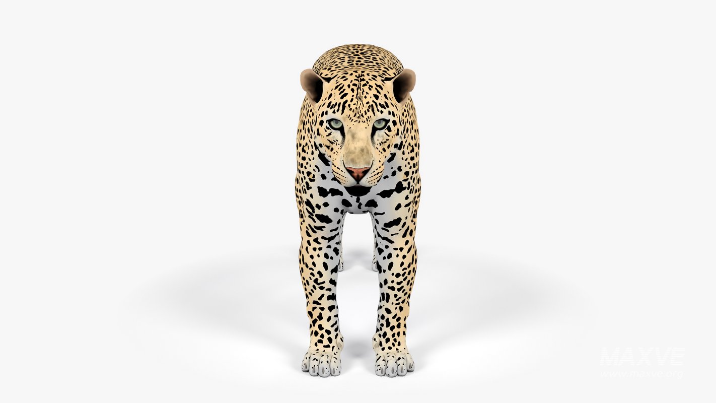 Leopard - Image 3