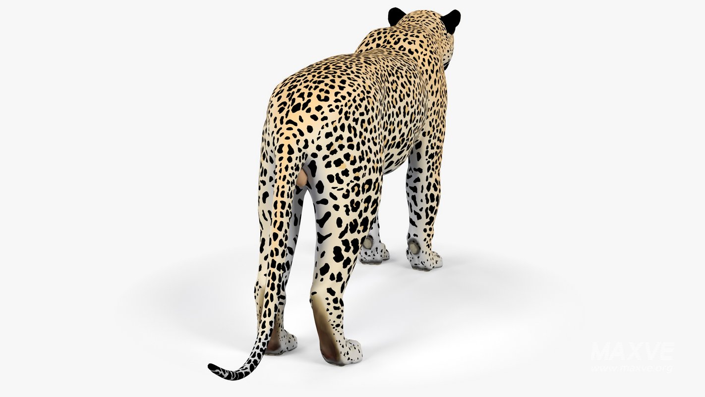 Leopard - Image 4