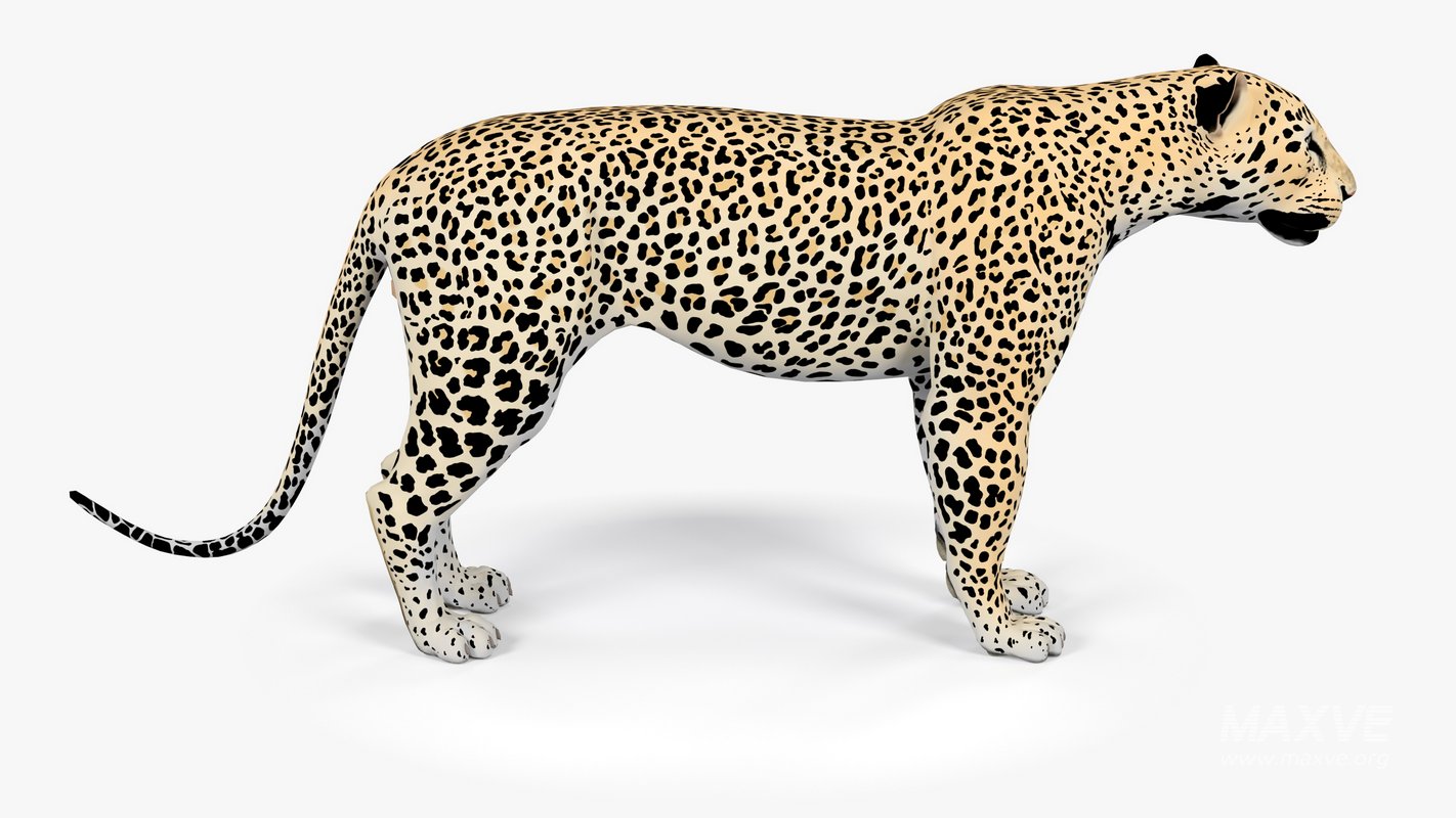 Leopard - Image 5