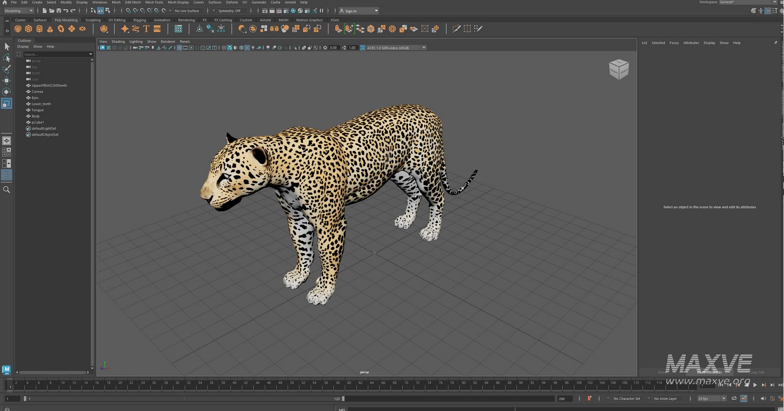 Leopard - Image 17