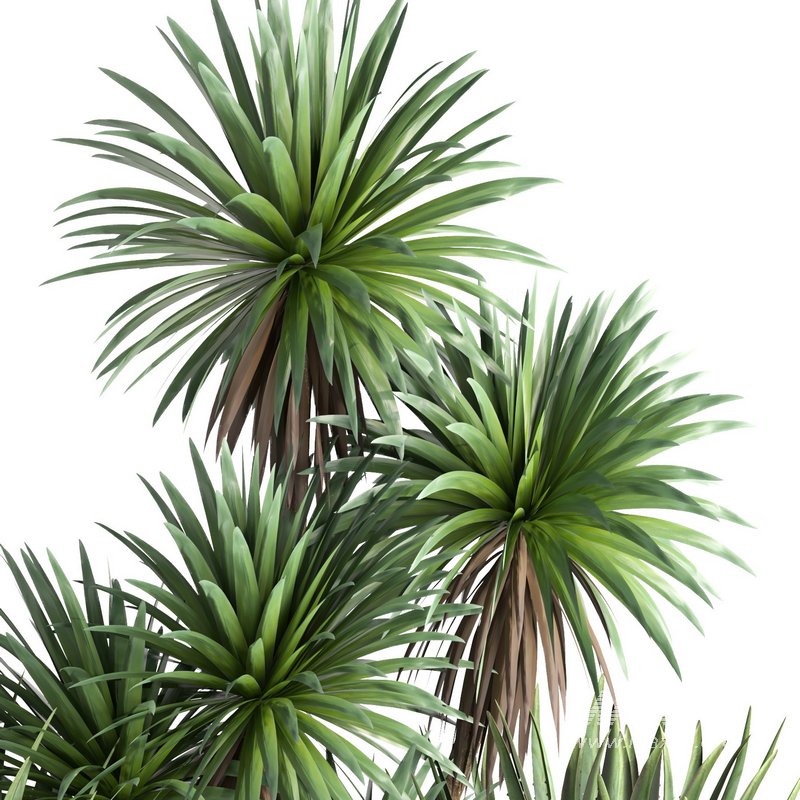 outdoor garden tree plant013 collection - Image 3