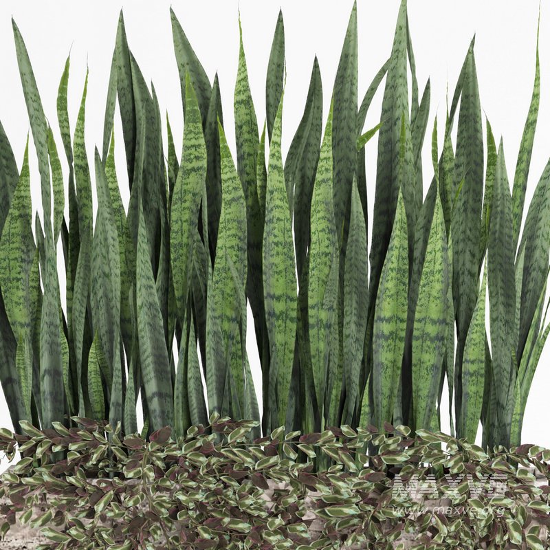 outdoor indoor plant008 sansevieria collection01 - Image 2
