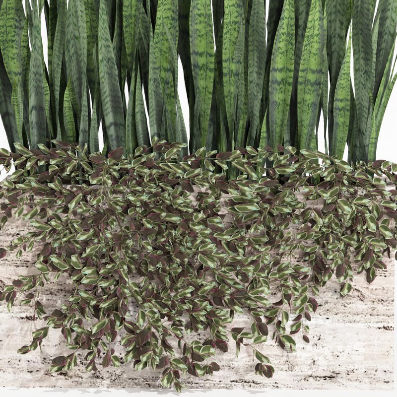 outdoor indoor plant008 sansevieria collection01 - Image 3