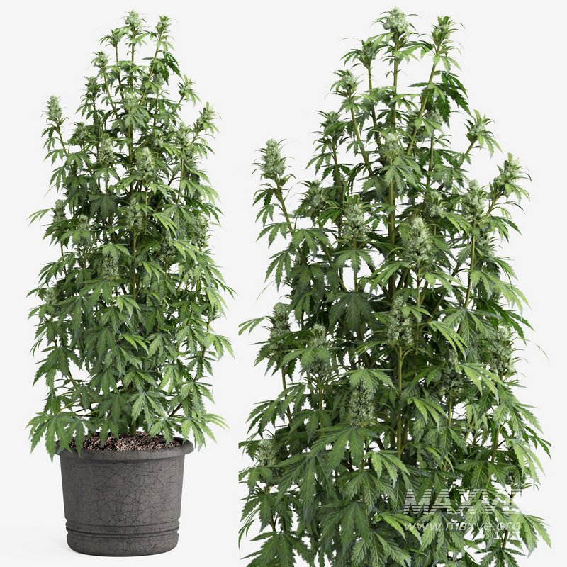 outdoor indoor plant009 Cannabis sativa marijuana - Image 1