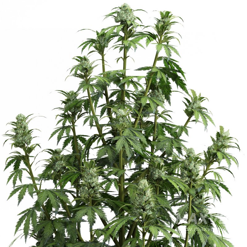 outdoor indoor plant009 Cannabis sativa marijuana - Image 2