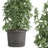 outdoor indoor plant009 Cannabis sativa marijuana - Thumbnail 3