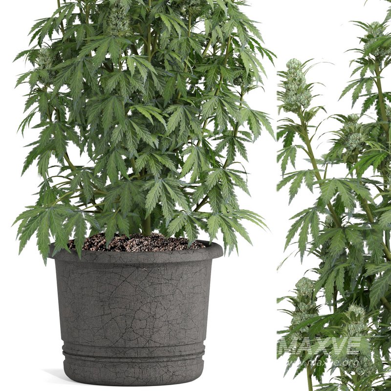 outdoor indoor plant009 Cannabis sativa marijuana - Image 3