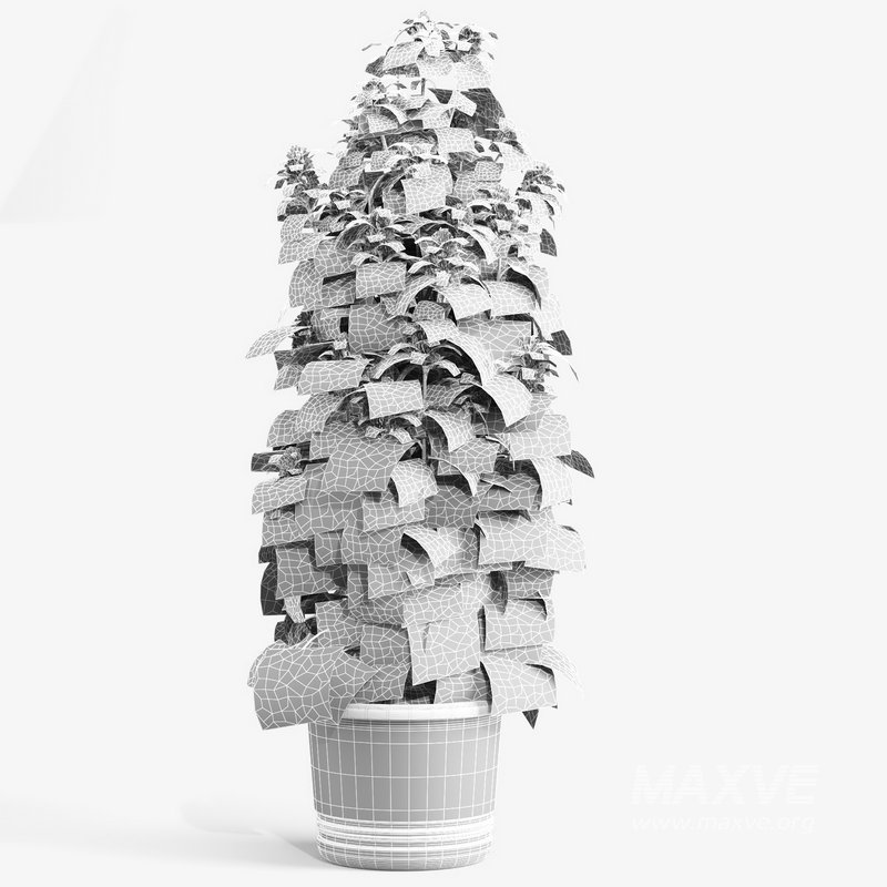 outdoor indoor plant009 Cannabis sativa marijuana - Image 4