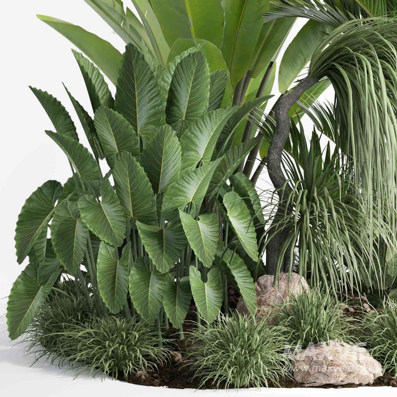 outdoor plant collection garden010 - Image 3