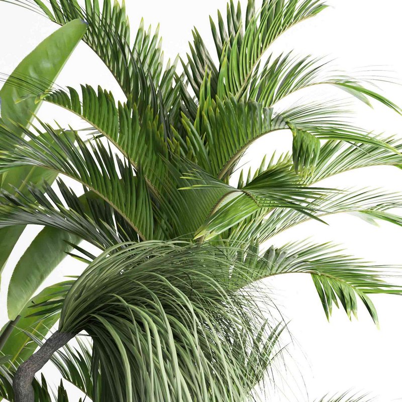 outdoor plant collection garden010 - Image 4