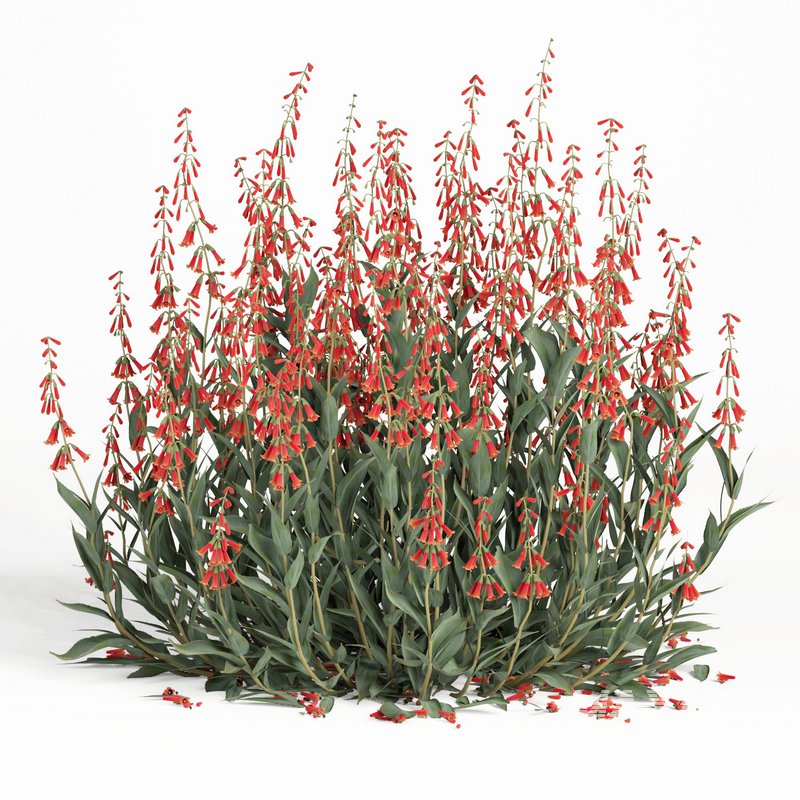 outdoor plant004 Firecracker Penstemon plant - Image 1