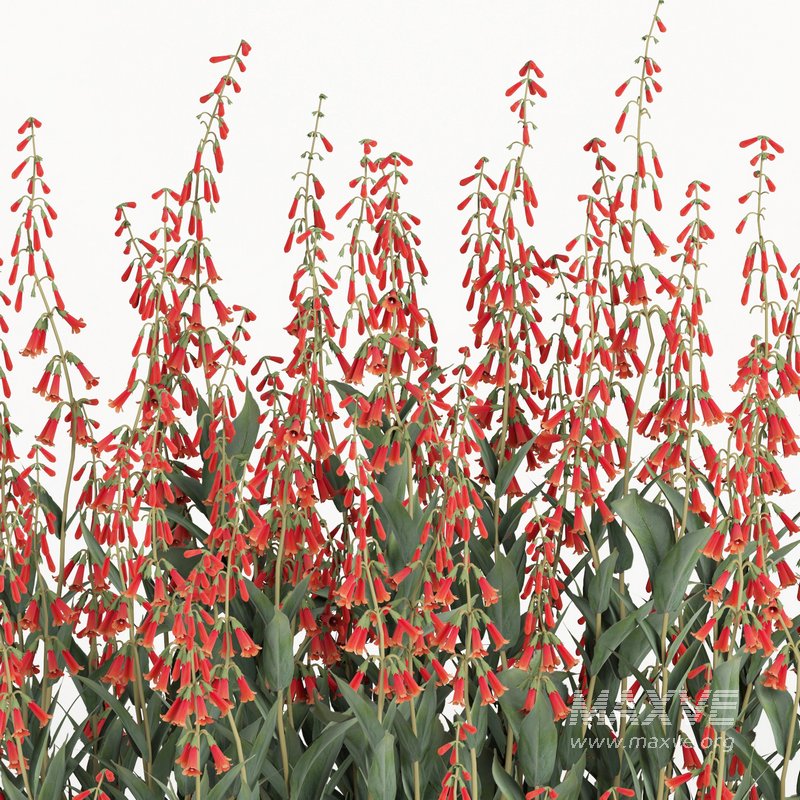 outdoor plant004 Firecracker Penstemon plant - Image 2