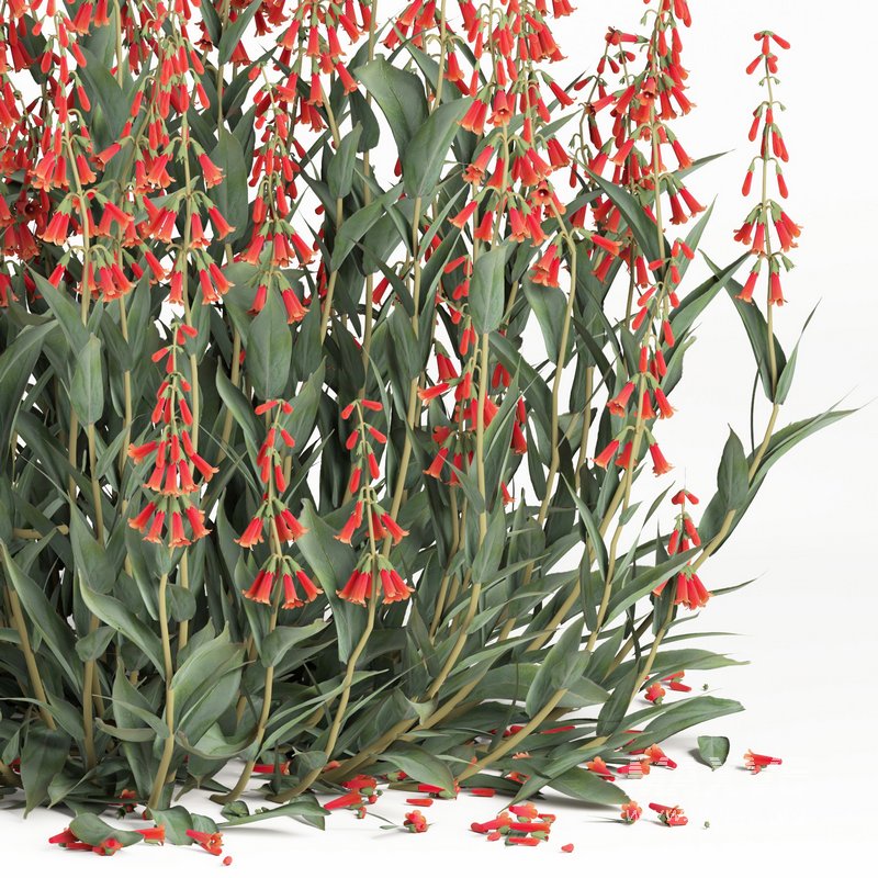 outdoor plant004 Firecracker Penstemon plant - Image 3