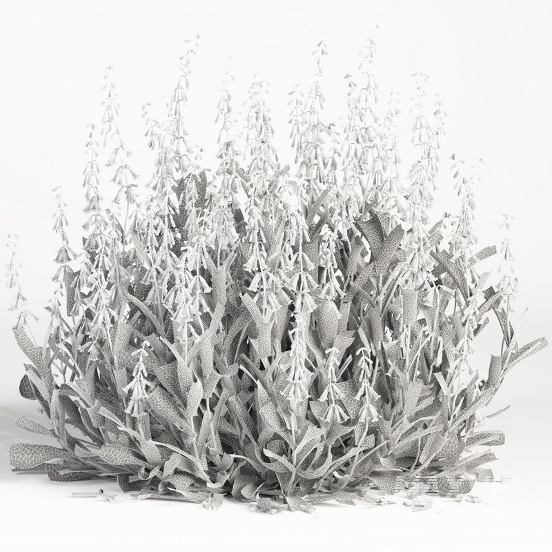 outdoor plant004 Firecracker Penstemon plant - Image 4