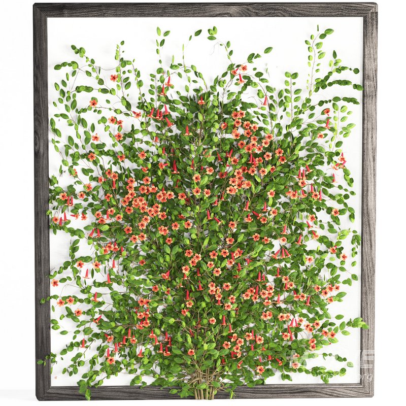 outdoor plant set002 tangerine vine bignonia capreolata - Image 1