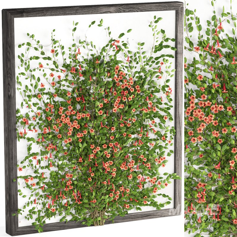 outdoor plant set002 tangerine vine bignonia capreolata - Image 2