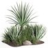 outdoor plant003 Aloevera Agave MacDougalii bush collection plant garden - Thumbnail 1