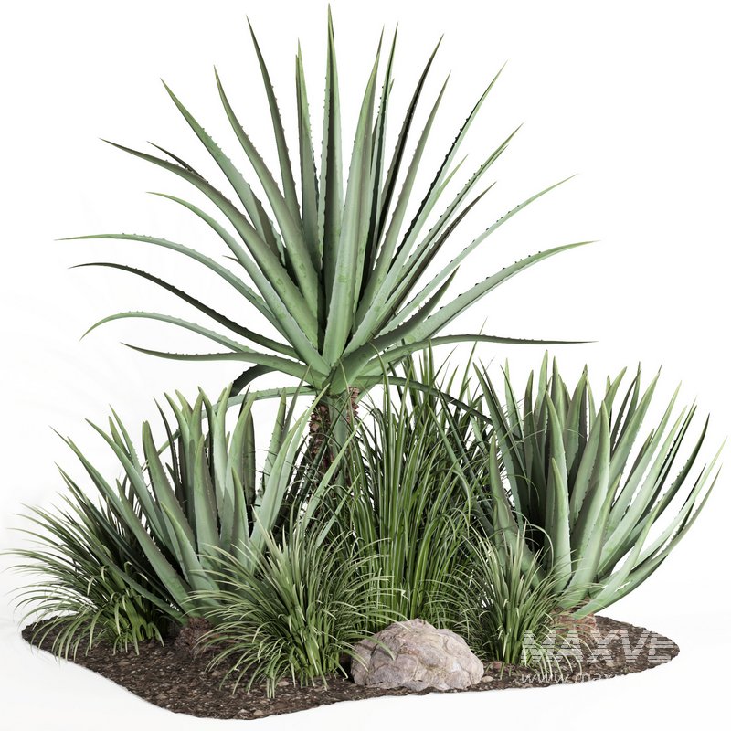outdoor plant003 Aloevera Agave MacDougalii bush collection plant garden - Image 1