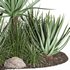outdoor plant003 Aloevera Agave MacDougalii bush collection plant garden - Thumbnail 2