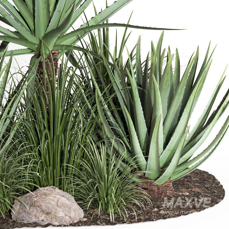 outdoor plant003 Aloevera Agave MacDougalii bush collection plant garden - Image 2