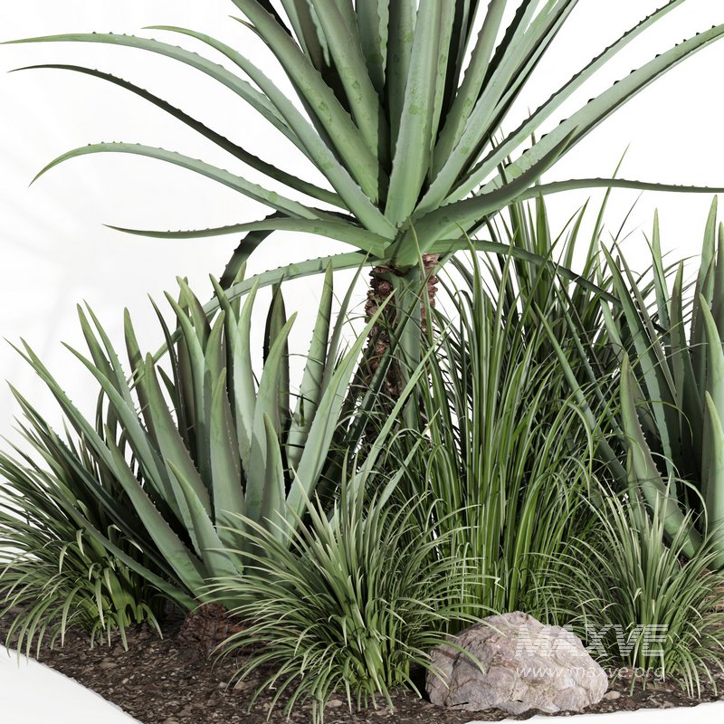 outdoor plant003 Aloevera Agave MacDougalii bush collection plant garden - Image 3
