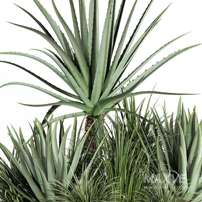 outdoor plant003 Aloevera Agave MacDougalii bush collection plant garden - Image 4