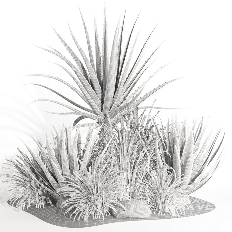 outdoor plant003 Aloevera Agave MacDougalii bush collection plant garden - Image 5