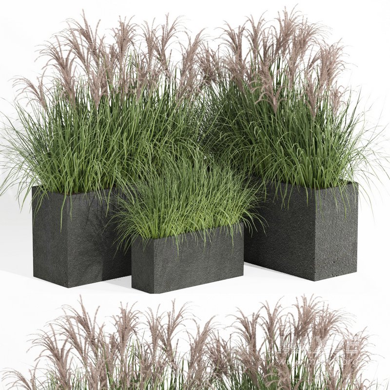 outdoor plant006 Miscanthus sinensis Kleine Silberspinne - Image 1