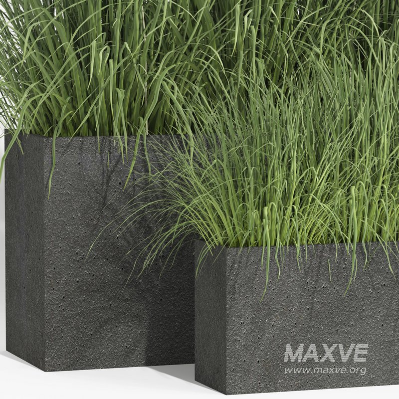 outdoor plant006 Miscanthus sinensis Kleine Silberspinne - Image 2