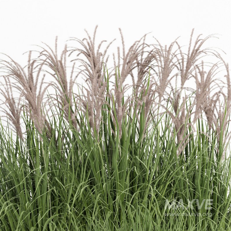 outdoor plant006 Miscanthus sinensis Kleine Silberspinne - Image 3
