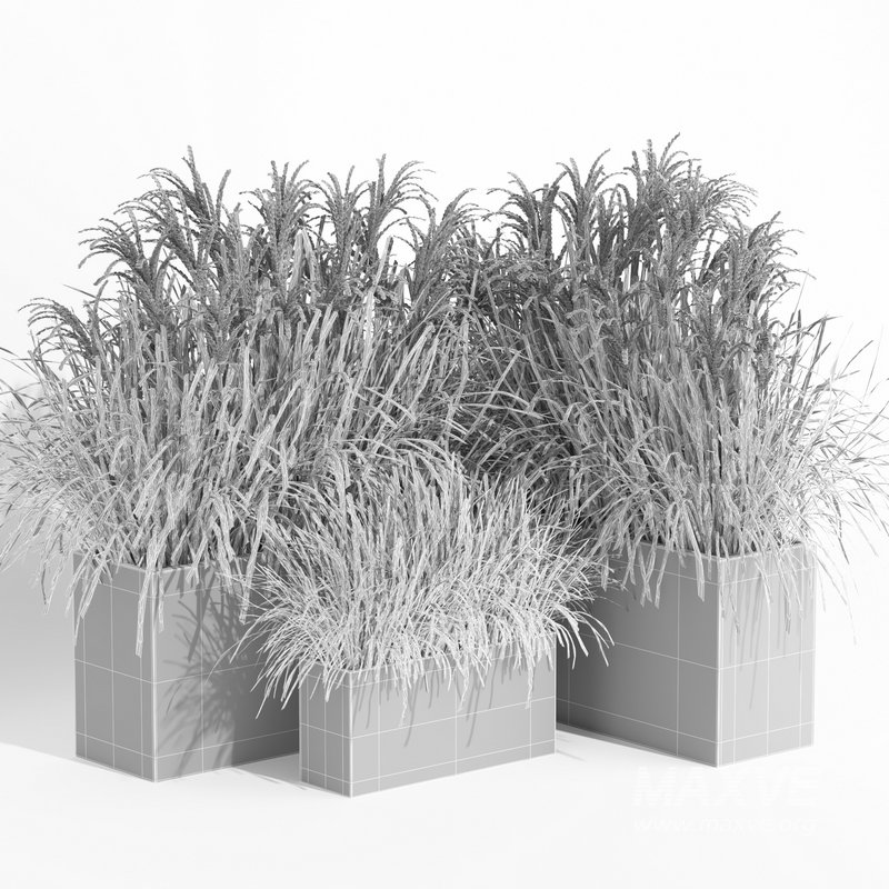 outdoor plant006 Miscanthus sinensis Kleine Silberspinne - Image 4